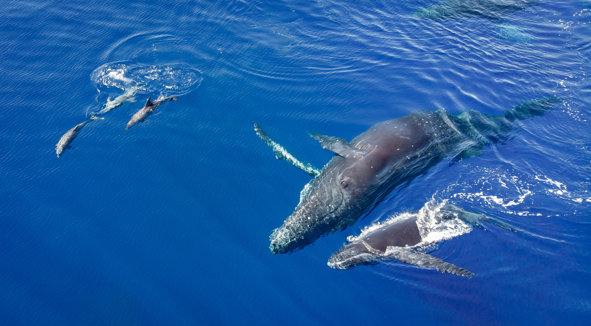 Humpback whales and dolphins